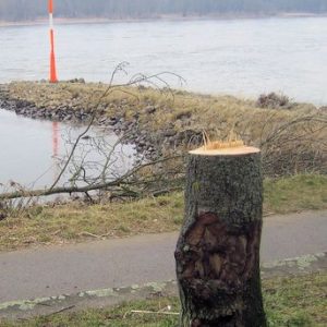 Foto: Wolfgang Schnitzlein